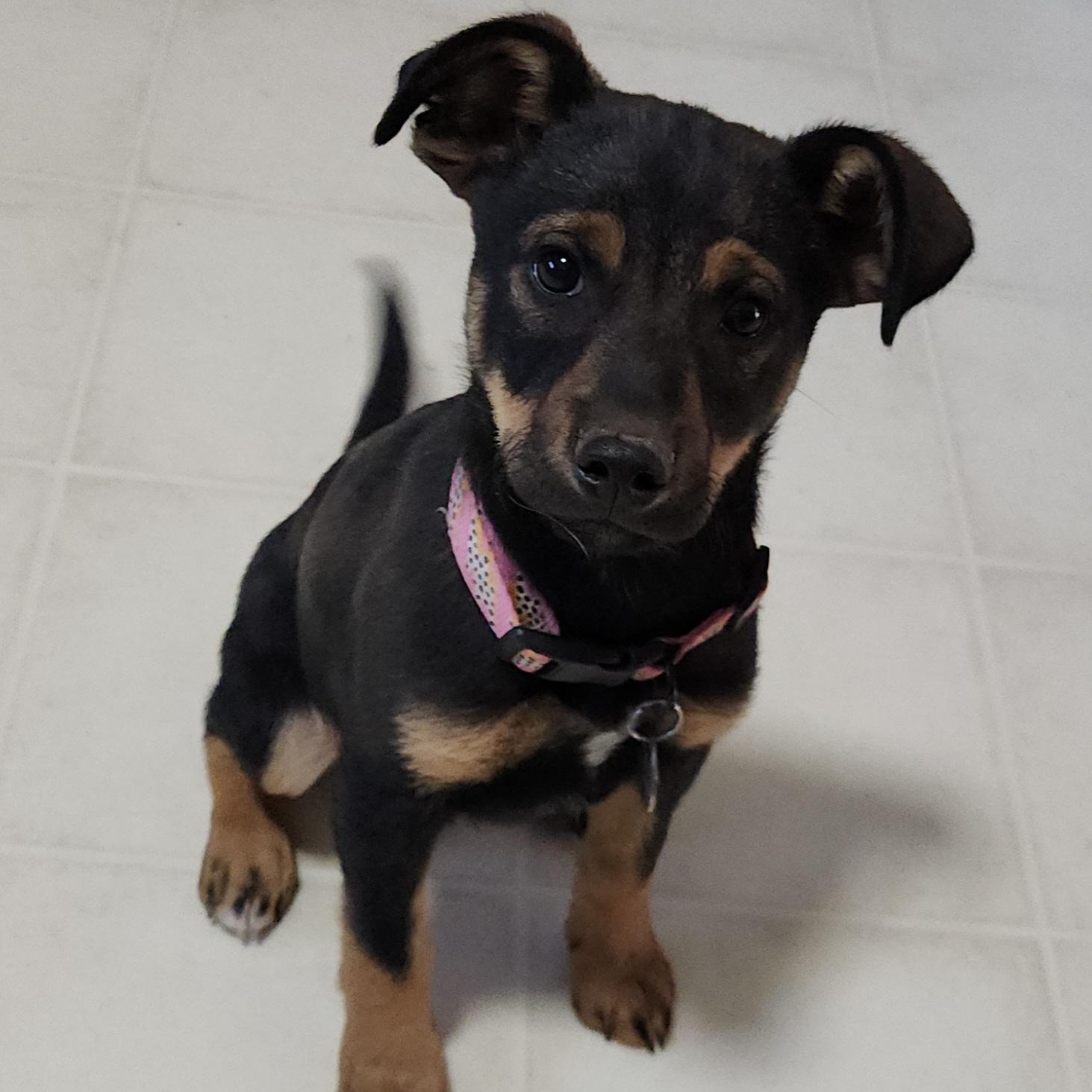 Enlarge Scotch, a ADOPTABLE mixed breed in Marfa, TX image 1/6