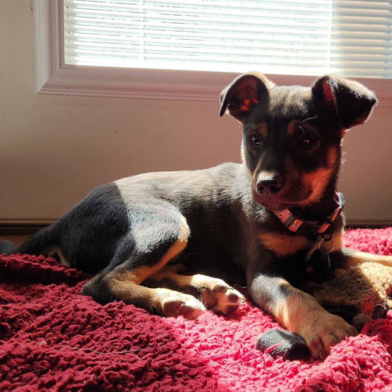 Enlarge Scotch, a ADOPTABLE mixed breed in Marfa, TX image 2/6