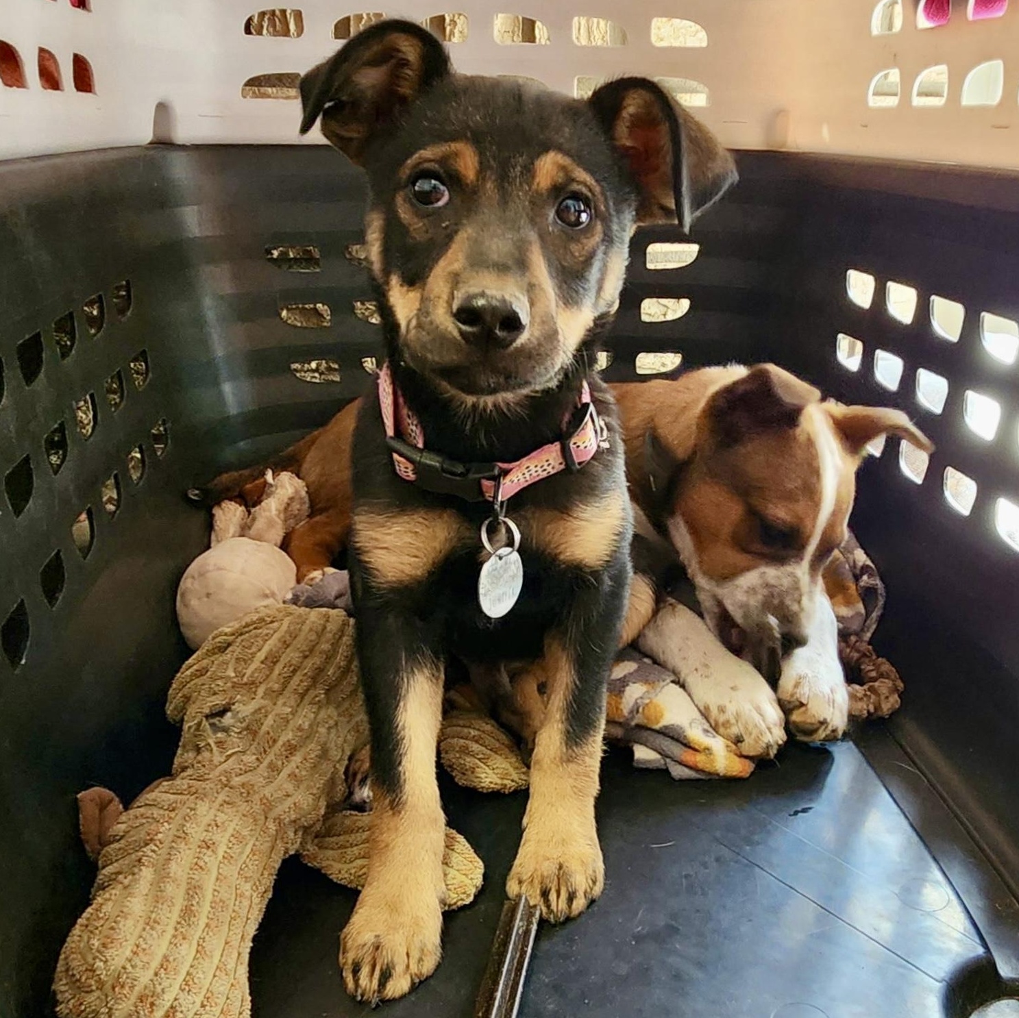 Enlarge Scotch, a ADOPTABLE mixed breed in Marfa, TX image 4/6