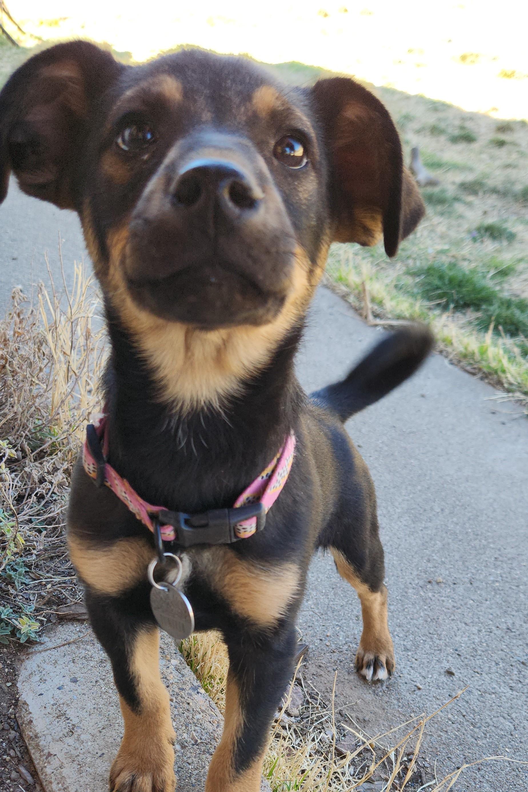 Enlarge Scotch, a ADOPTABLE mixed breed in Marfa, TX image 5/6