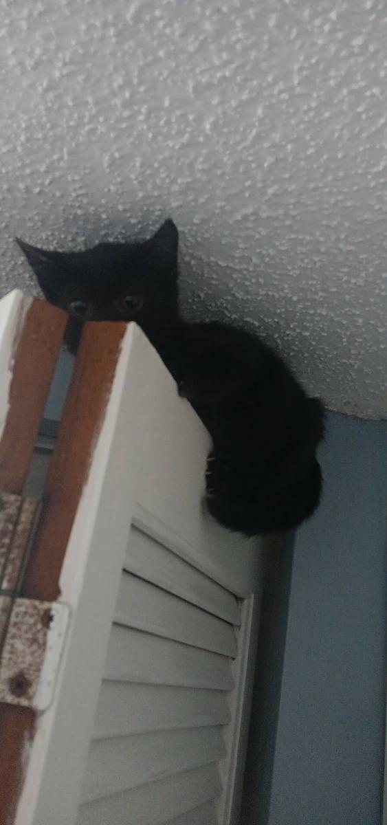 Enlarge HONORE, a Adopted Domestic Short Hair in Irmo, SC image 1/1