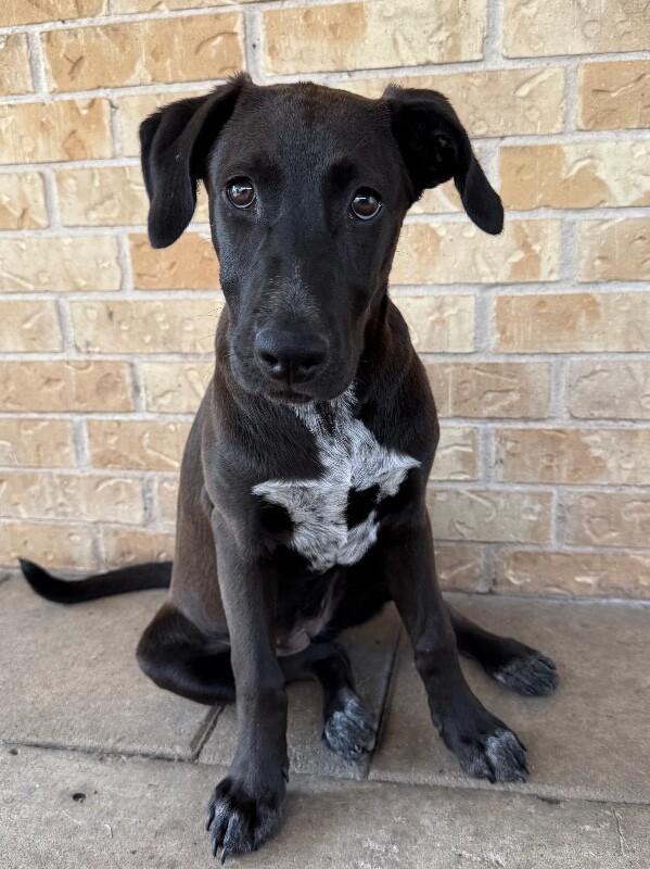 Enlarge Victoria Valentina Loves Everyone and Hikes, a Adoptable mixed breed in Cincinnati, OH image 2/6