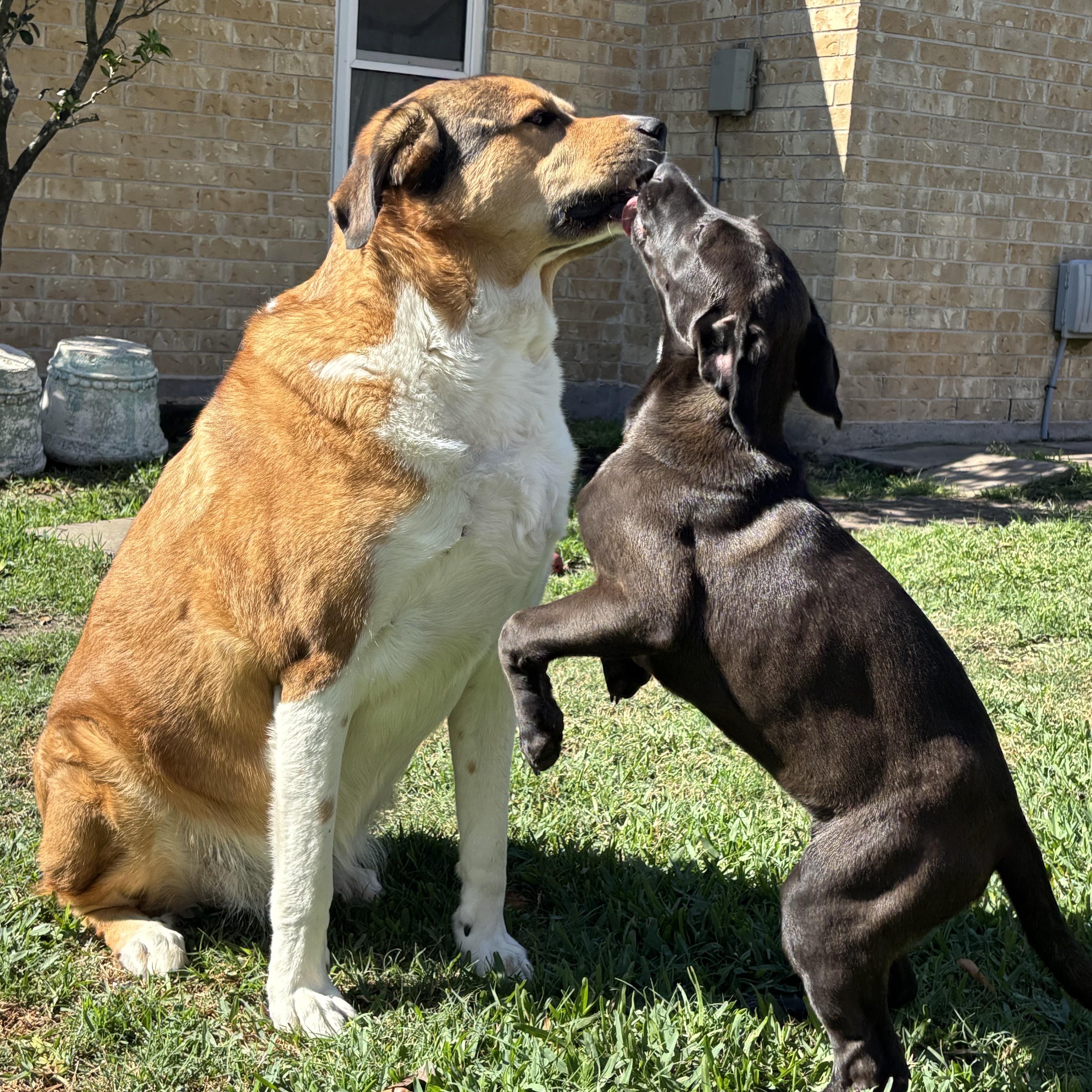 Enlarge Victoria Valentina Loves Everyone and Hikes, a Adoptable mixed breed in Cincinnati, OH image 3/6