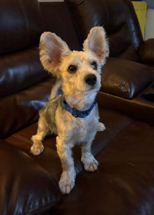 Percy, Adoptable, Young Male Yorkshire Terrier & Silky Terrier.