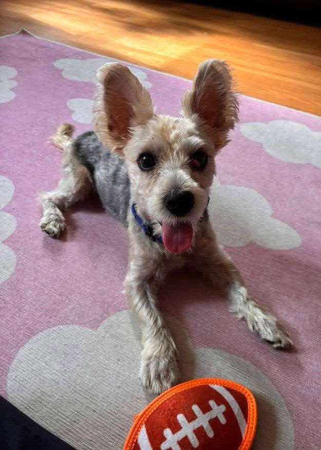 Enlarge Percy, a Adoptable mixed breed in Rochester, NY image 2/3
