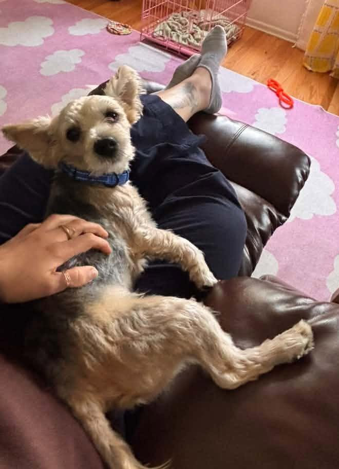 Enlarge Percy, a Adoptable mixed breed in Rochester, NY image 3/3