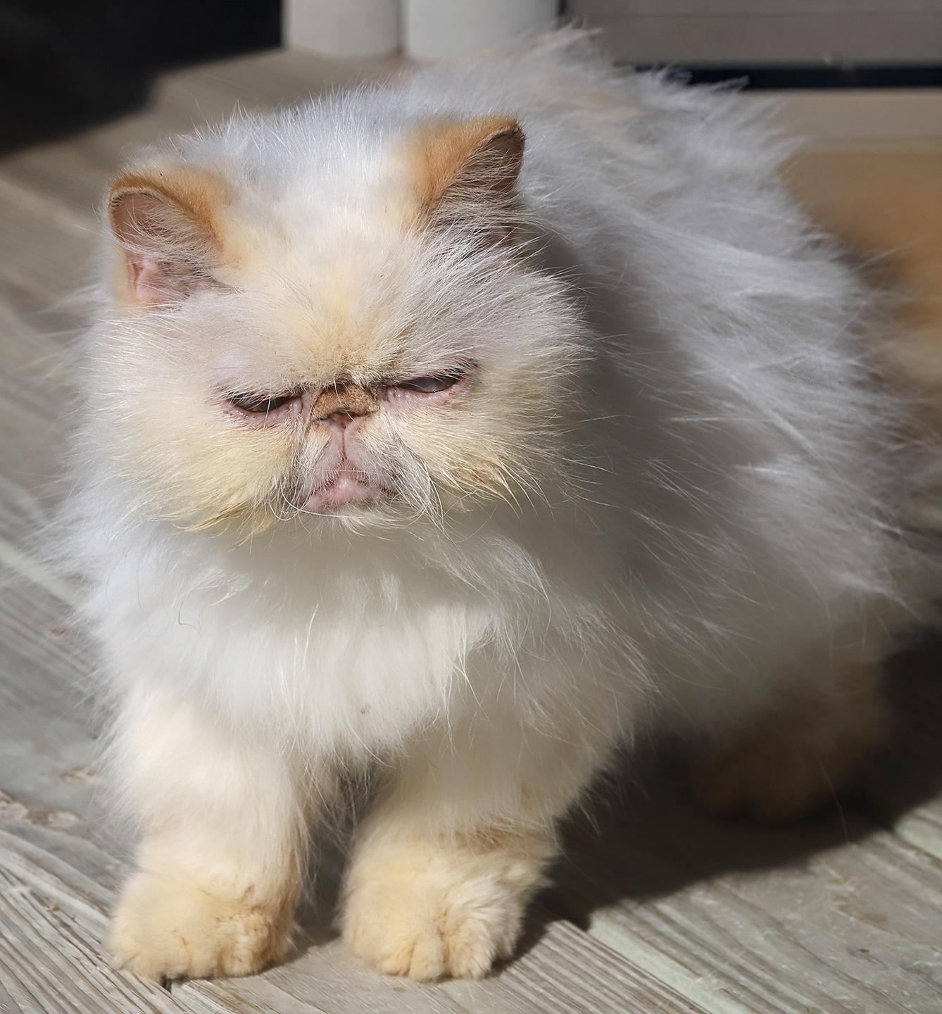 Romo, adopted, Senior Male Himalayan.