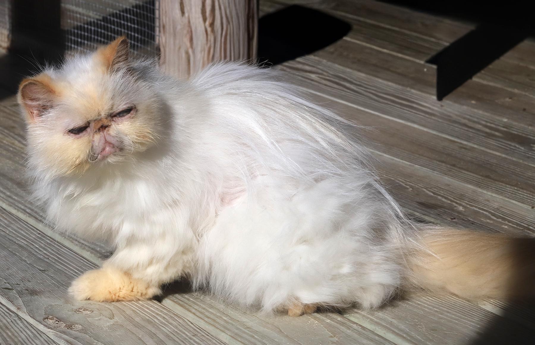 Enlarge Romo, an adopted mixed breed in North Fort Myers, FL image 3/3