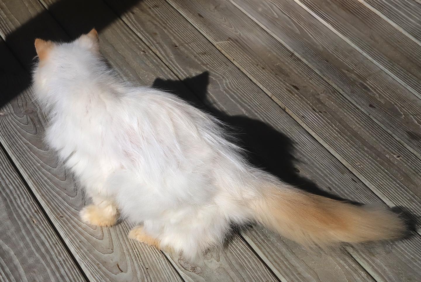 Enlarge Romo, an adopted mixed breed in North Fort Myers, FL image 2/3