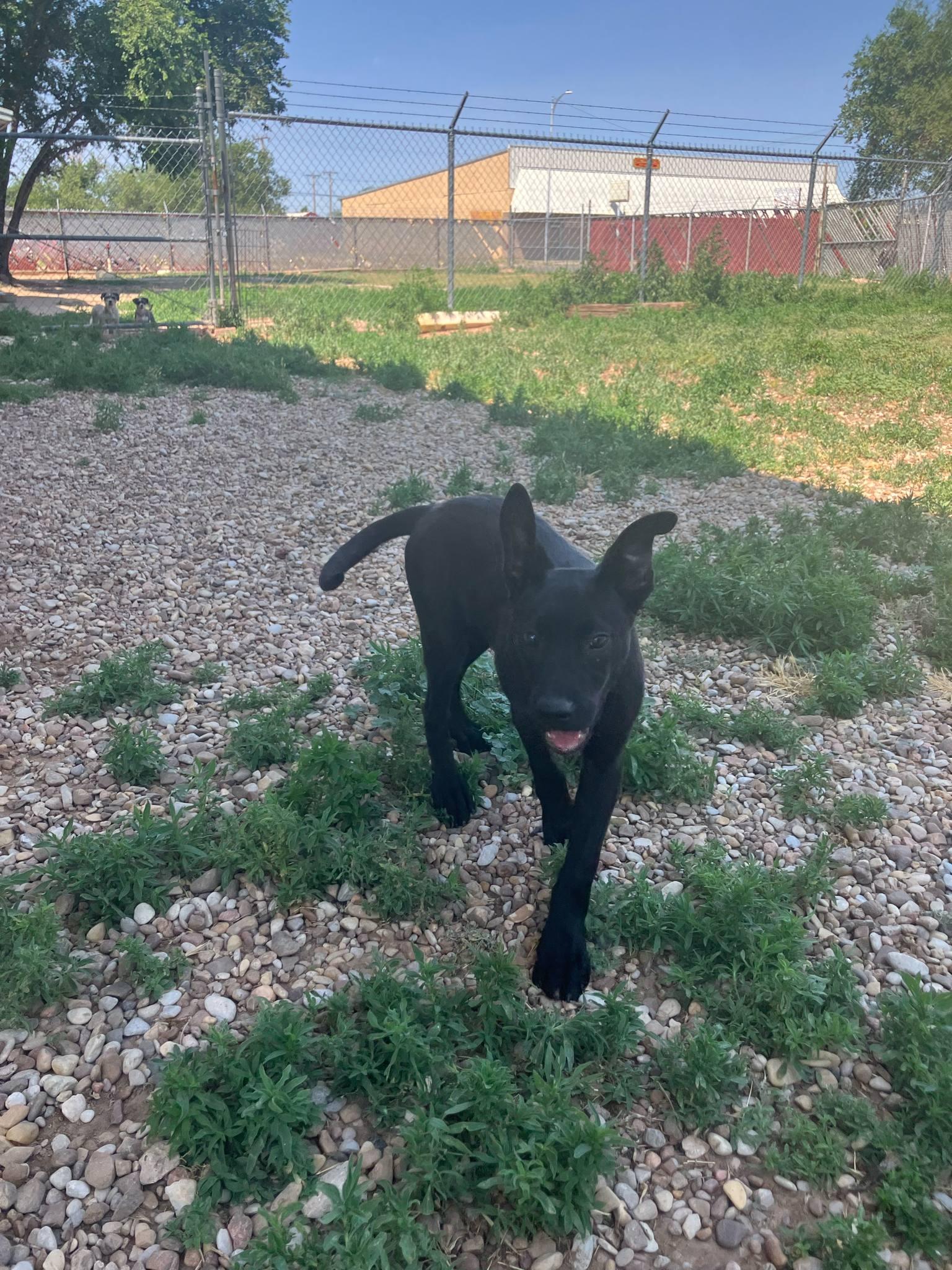 lol-P-23 Dewy, an adoptable Black Labrador Retriever in Billings, MT, 59101 | Photo Image 1
