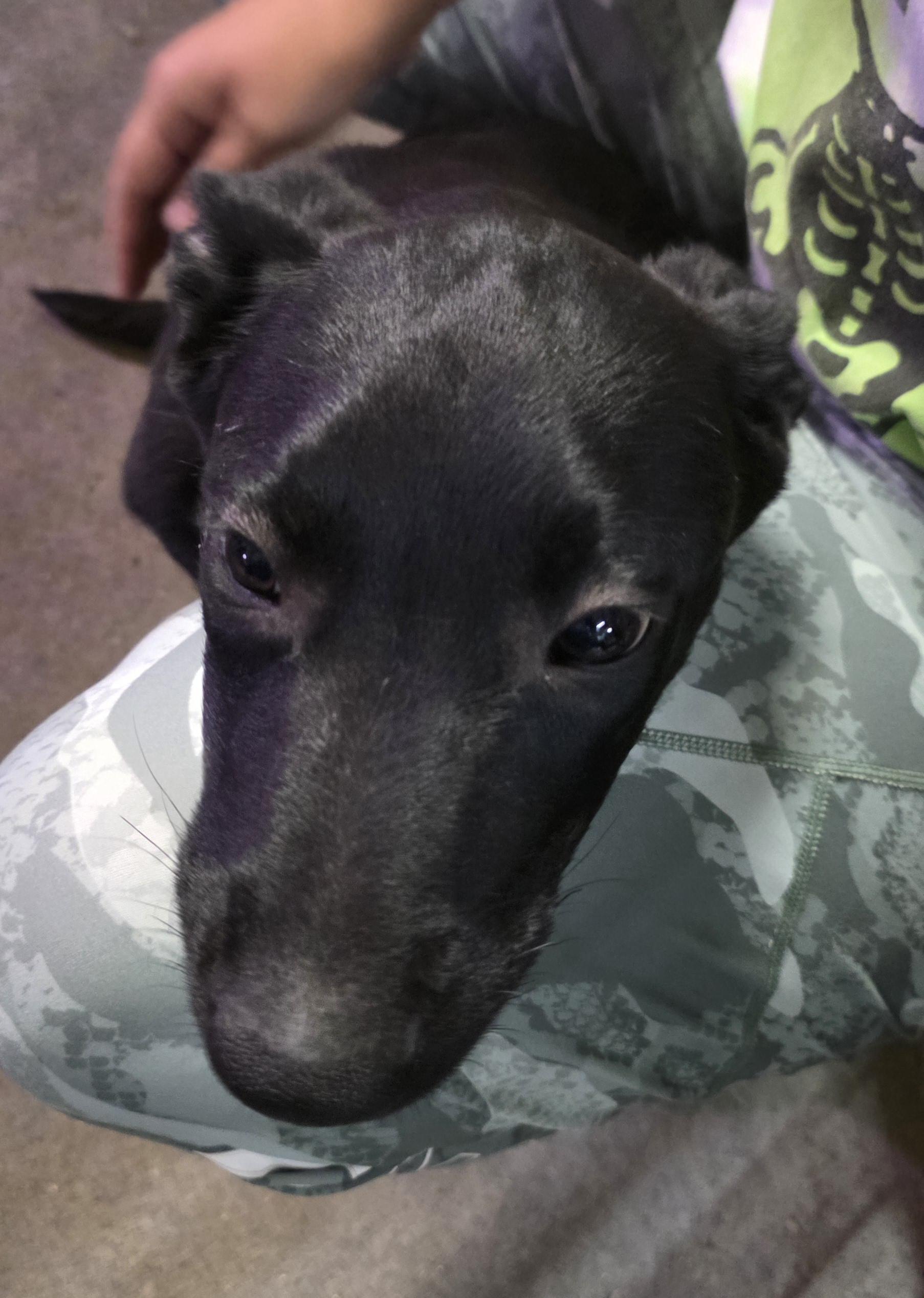 lol-P-23 Dewy, an adoptable Black Labrador Retriever in Billings, MT, 59101 | Photo Image 2