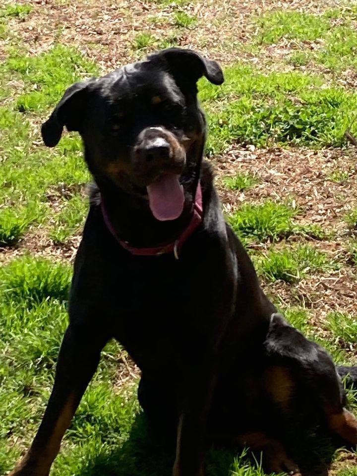 TANKER, a Adoptable Rottweiler in Chapel Hill, NC image 3/12