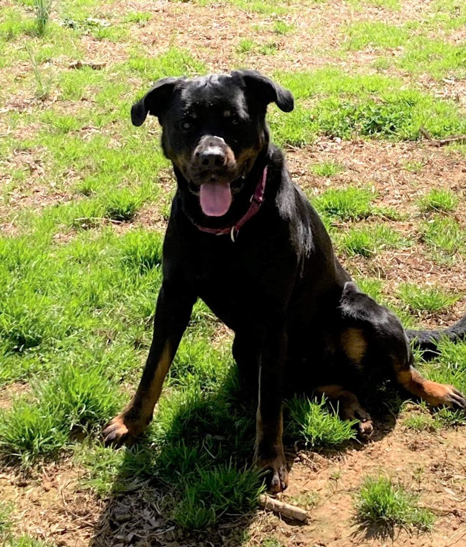 TANKER, a Adoptable Rottweiler in Chapel Hill, NC image 4/12