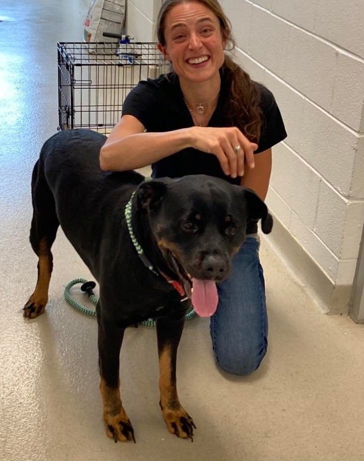 TANKER, a Adoptable Rottweiler in Chapel Hill, NC image 5/12