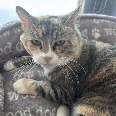Snickers, a Adoptable Domestic Short Hair in Salt Lake City, UT image 1/3