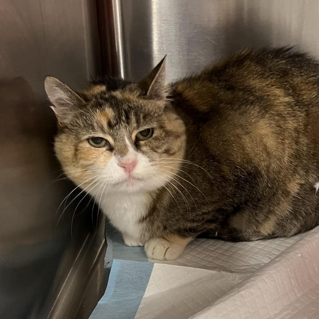 Snickers, a Adoptable Domestic Short Hair in Salt Lake City, UT image 2/3