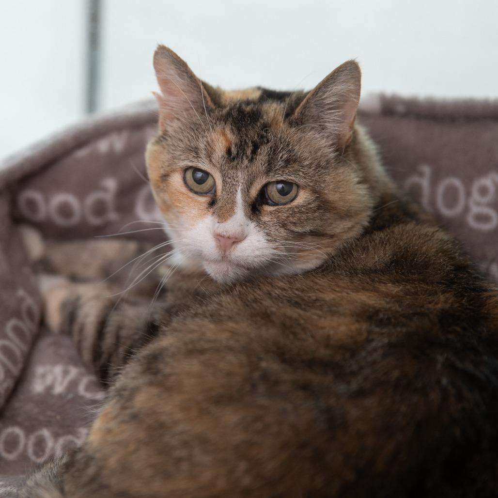 Snickers, a Adoptable Domestic Short Hair in Salt Lake City, UT image 3/3