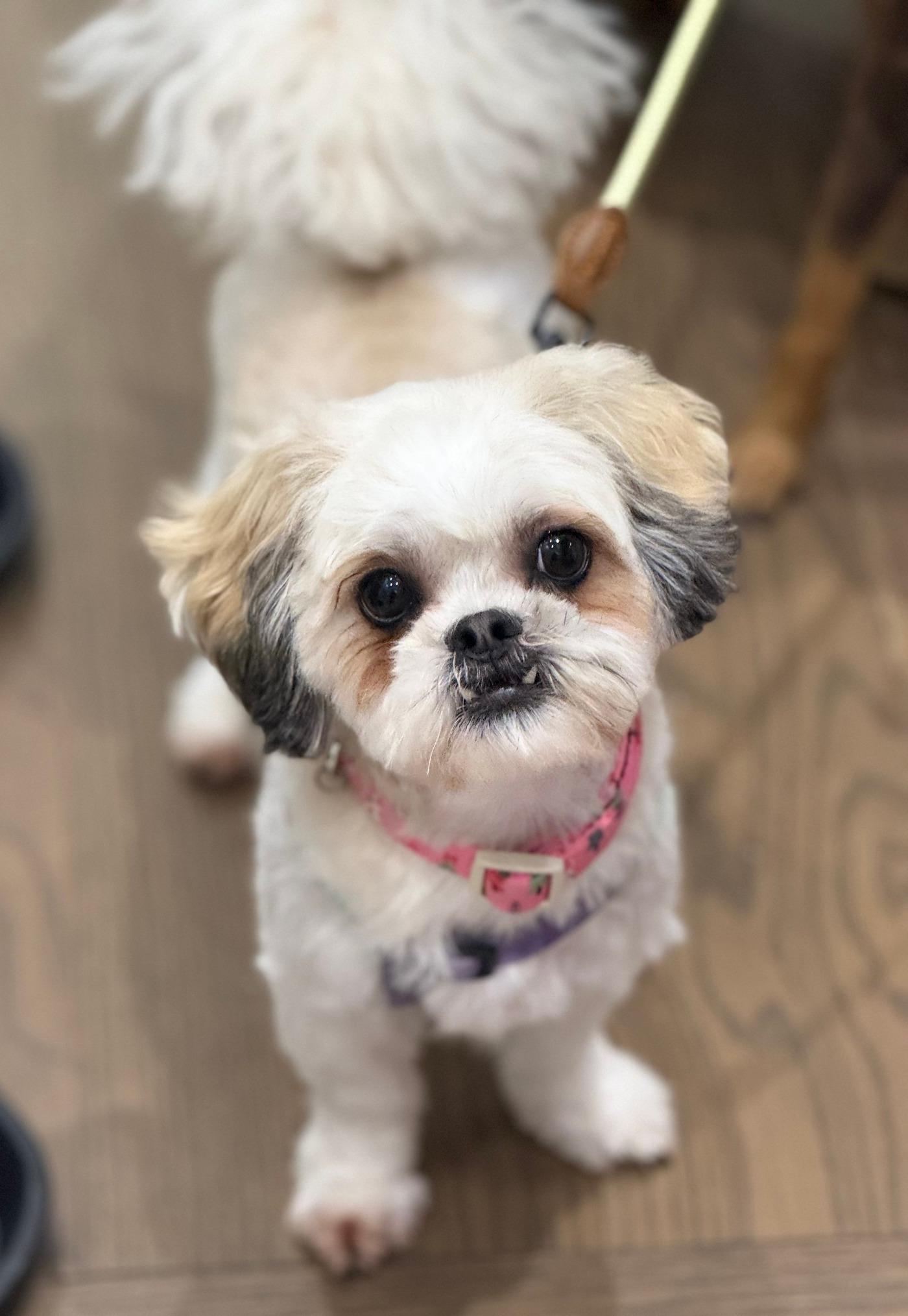 Piper, a ADOPTABLE Shih poo in Scarborough, ON image 1/6