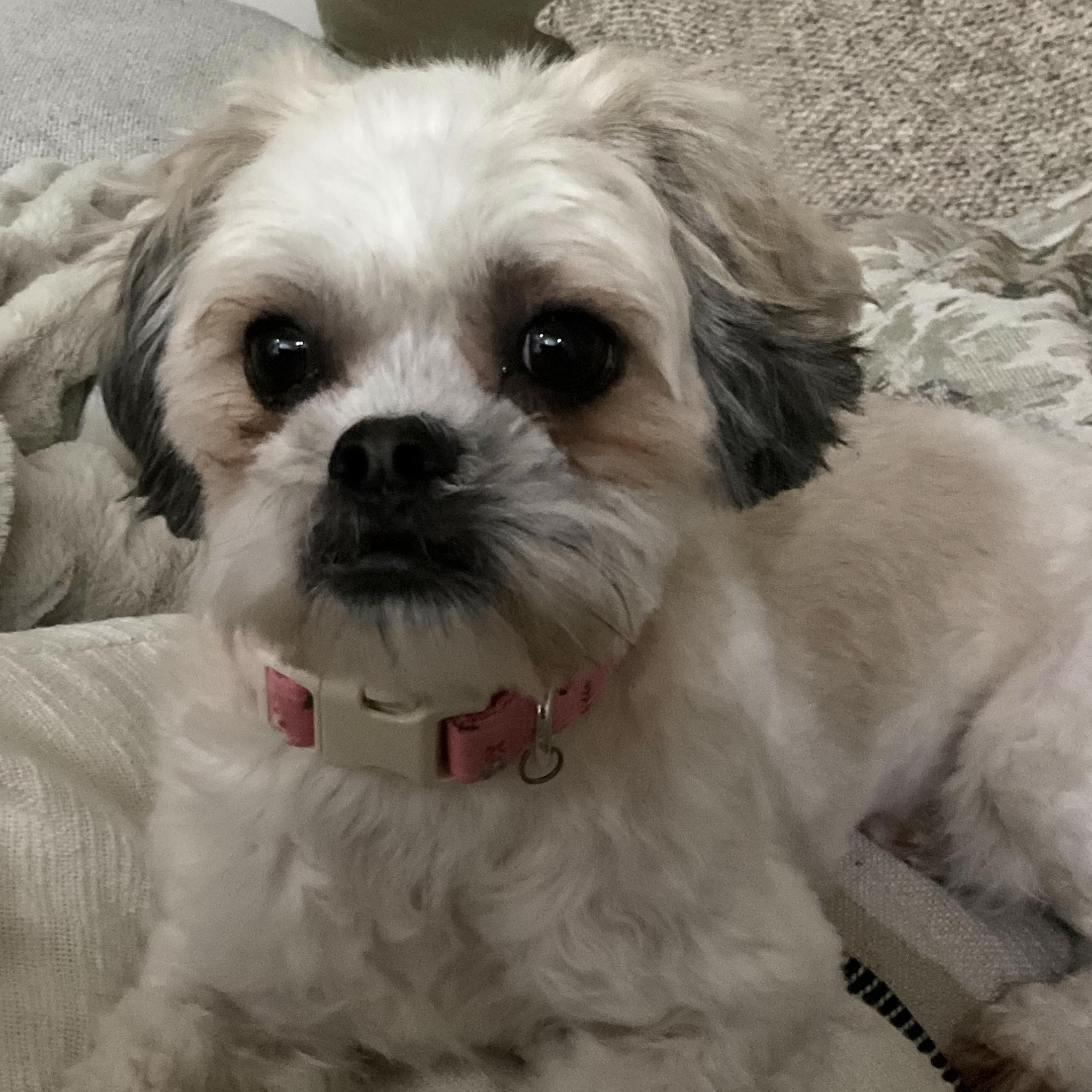 Piper, a ADOPTABLE Shih poo in Scarborough, ON image 5/6