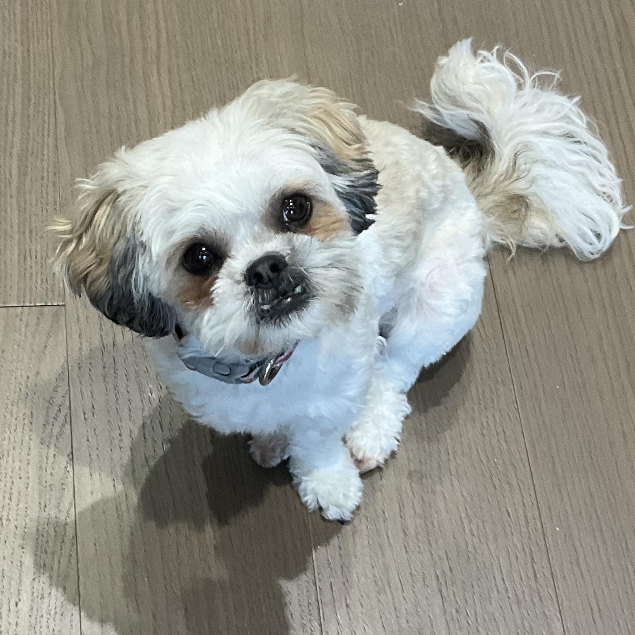 Piper, a ADOPTABLE Shih poo in Scarborough, ON image 3/6
