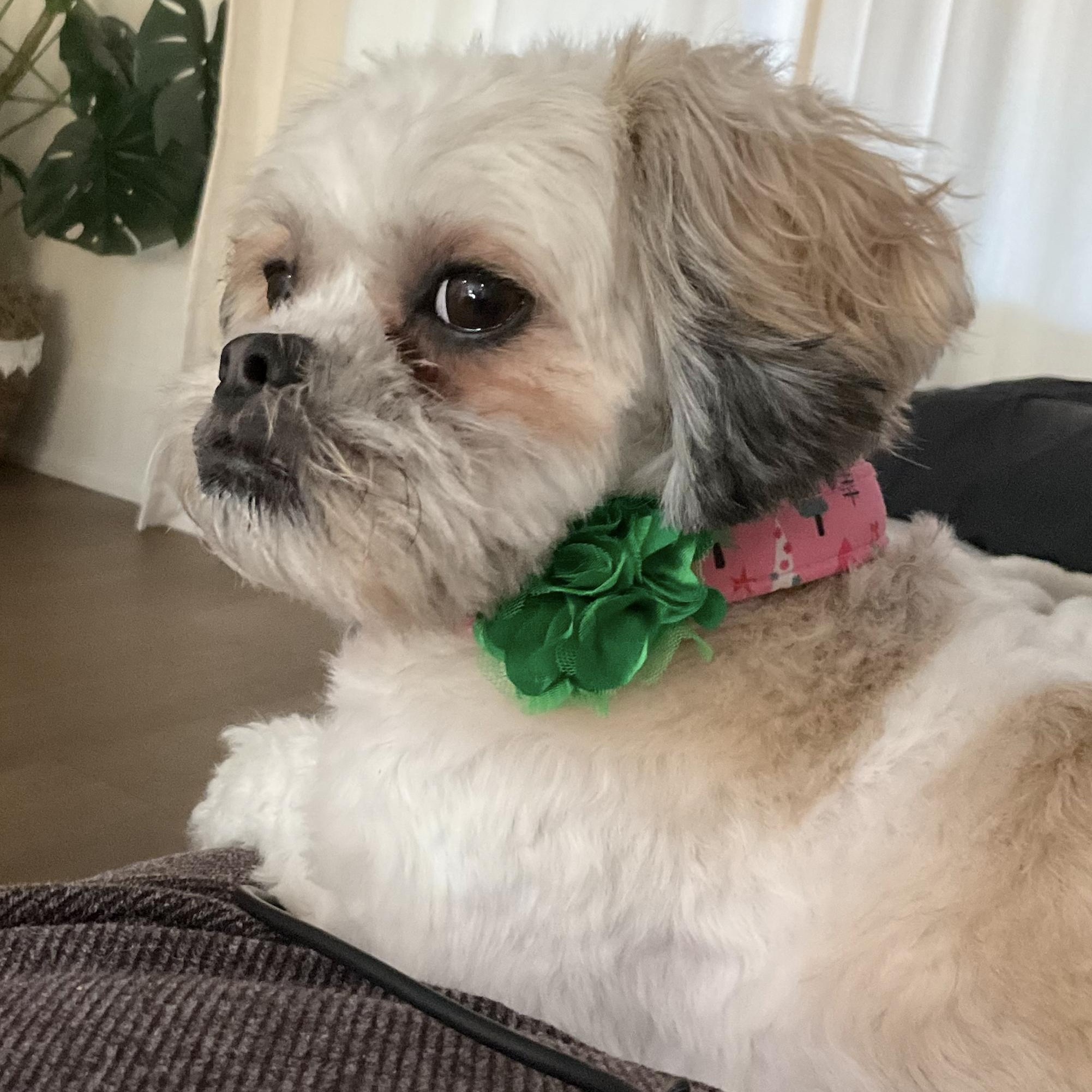 Piper, a ADOPTABLE Shih poo in Scarborough, ON image 4/6