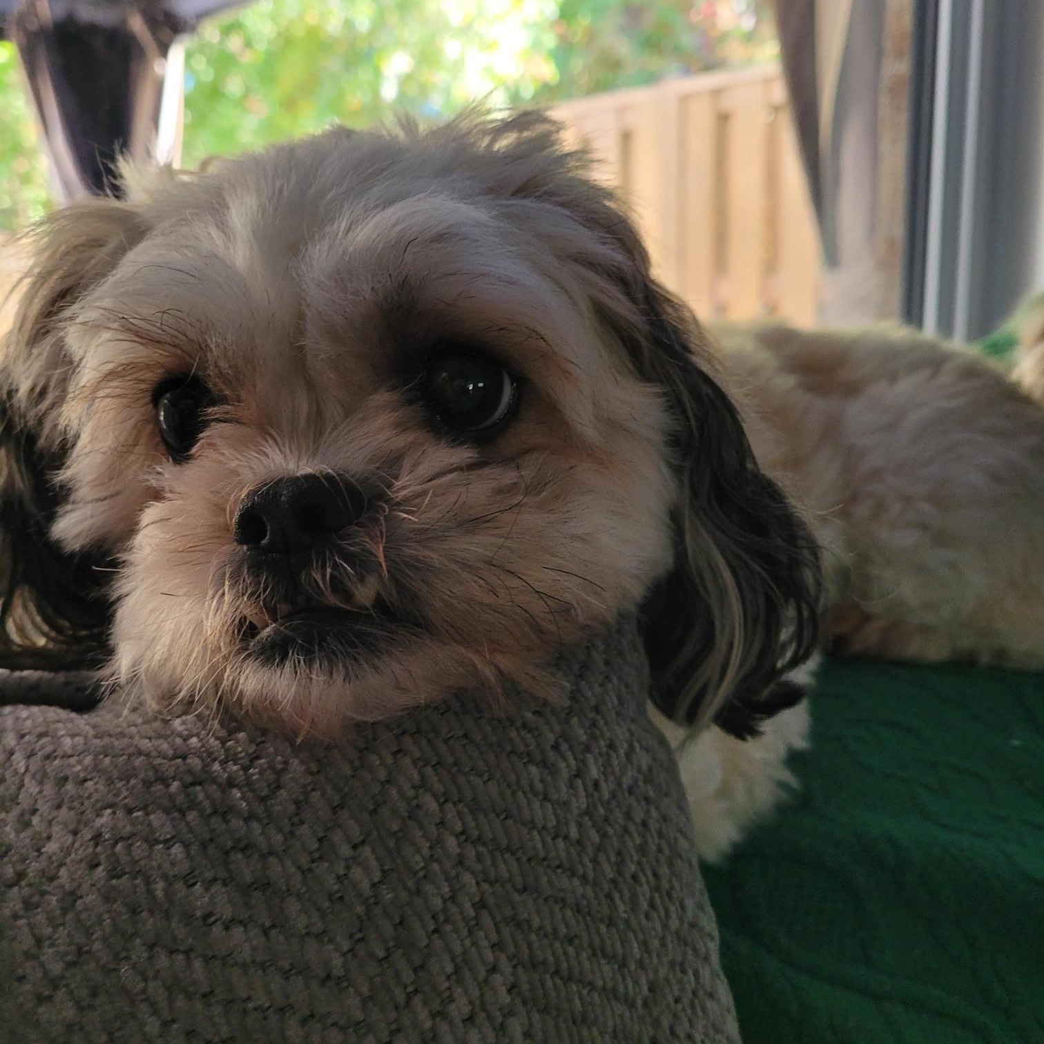 Piper, a ADOPTABLE Shih poo in Scarborough, ON image 6/6