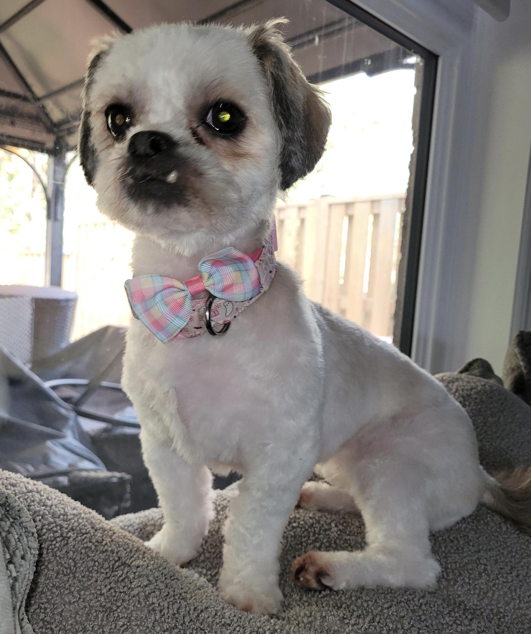 Piper, a ADOPTABLE Shih poo in Scarborough, ON image 2/6