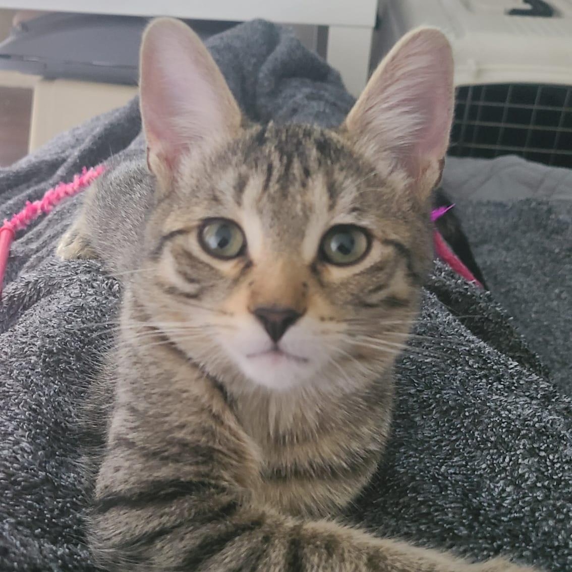 Cardamom, ADOPTABLE, Kitten Female Domestic Short Hair.