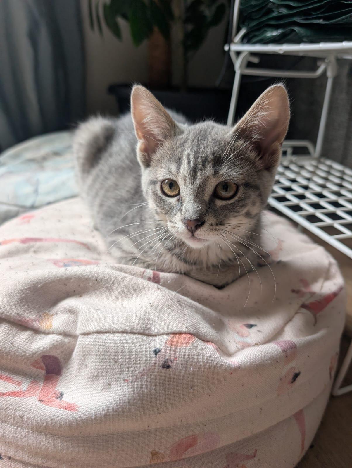 Cardamom, a ADOPTABLE Domestic Short Hair in Cambridge, ON image 6/6