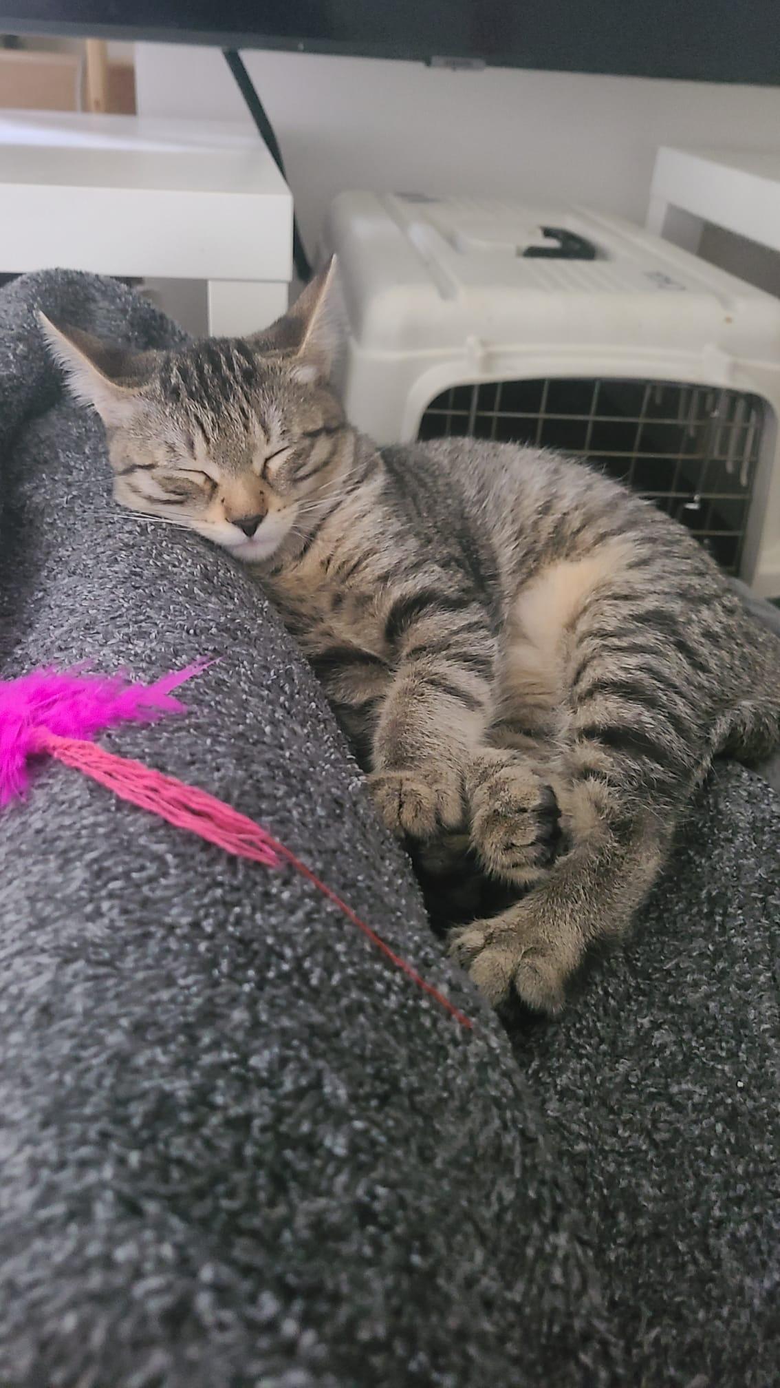 Cardamom, a ADOPTABLE Domestic Short Hair in Cambridge, ON image 6/6