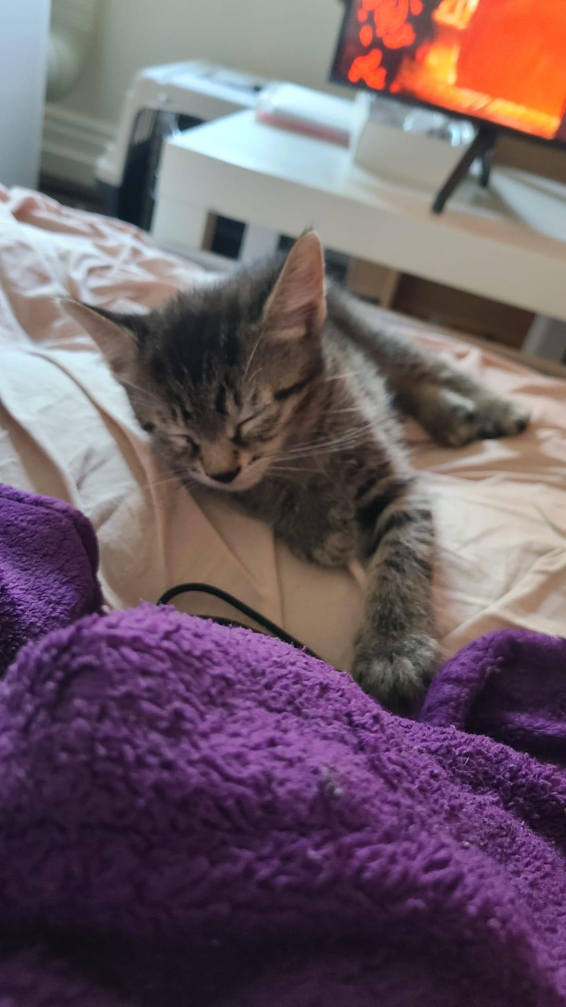 Cardamom, a ADOPTABLE Domestic Short Hair in Cambridge, ON image 5/6