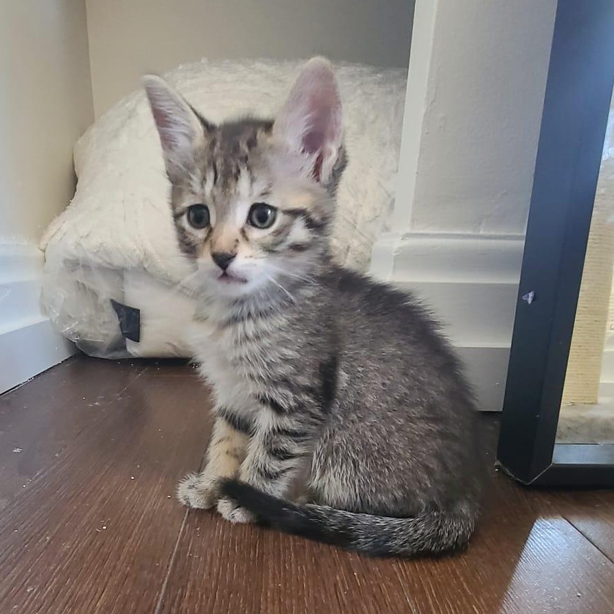 Cardamom, a ADOPTABLE Domestic Short Hair in Cambridge, ON image 3/6
