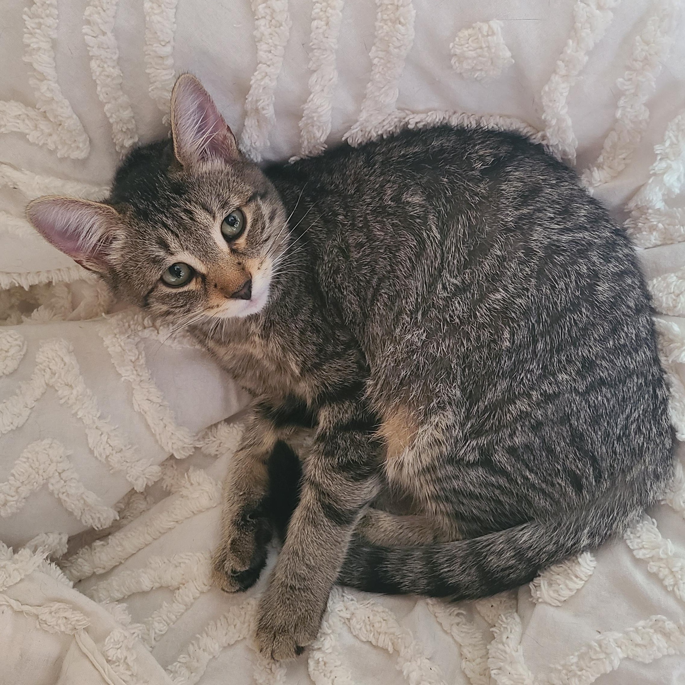 Enlarge Cardamom, a Adoptable Domestic Short Hair in Cambridge, ON image 6/6