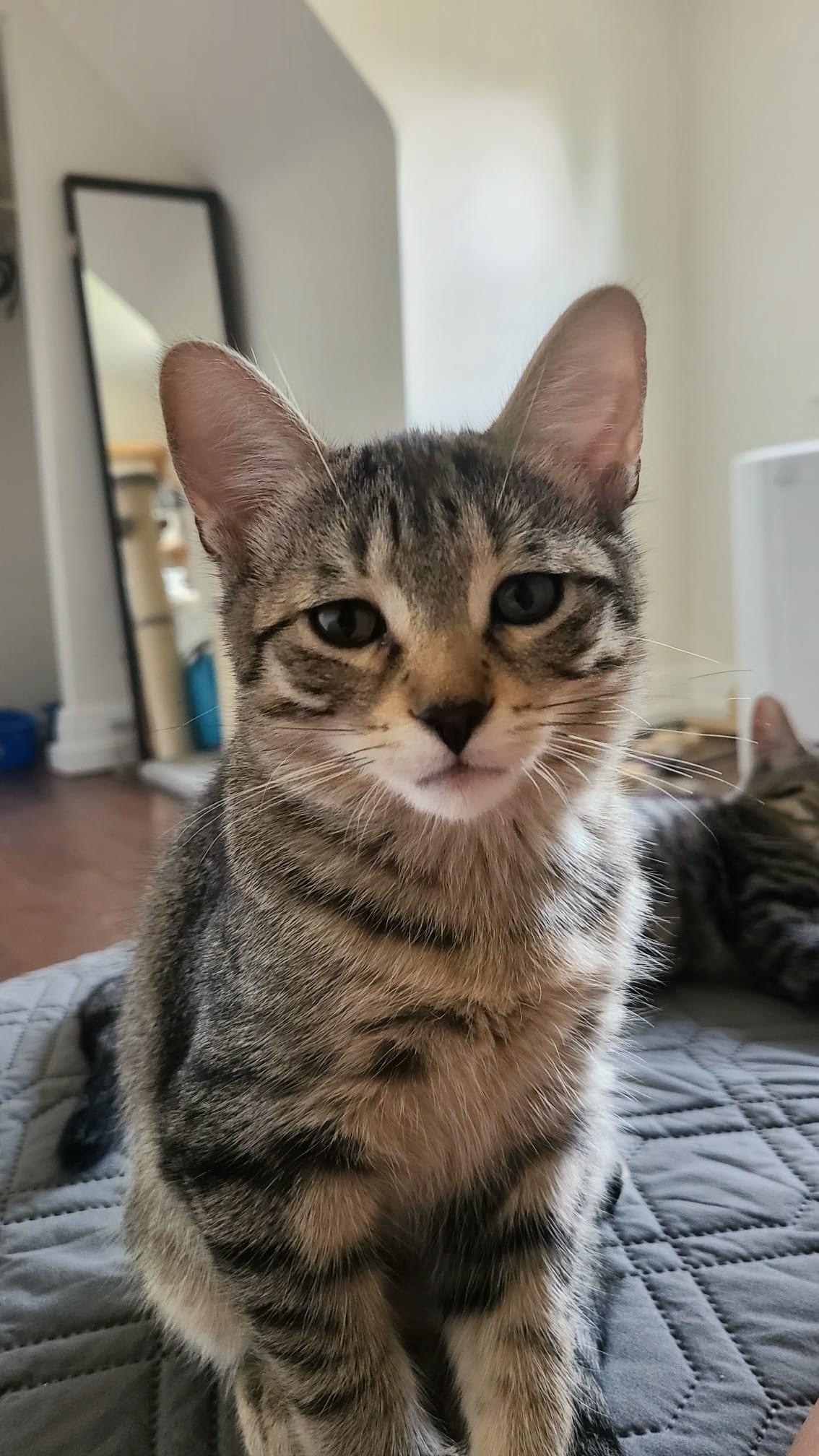 Cardamom, a ADOPTABLE Domestic Short Hair in Cambridge, ON image 2/6