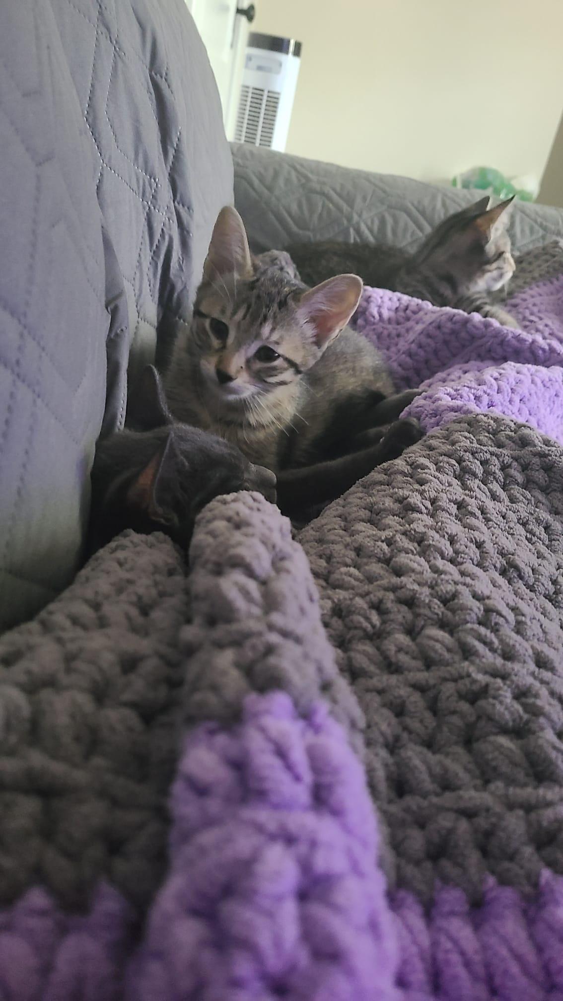 Cardamom, a ADOPTABLE Domestic Short Hair in Cambridge, ON image 2/6