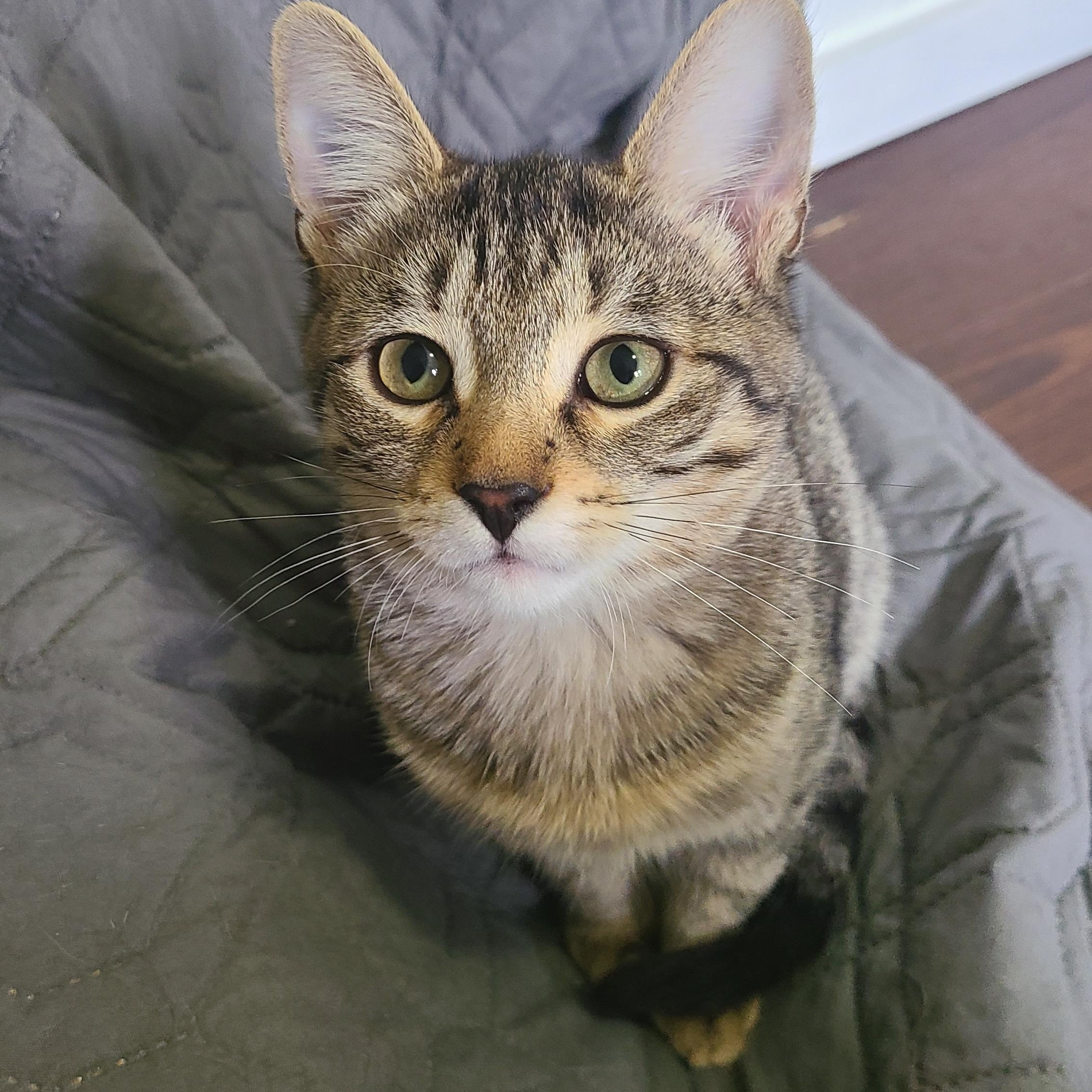 Enlarge Cardamom, a Adoptable Domestic Short Hair in Cambridge, ON image 1/6