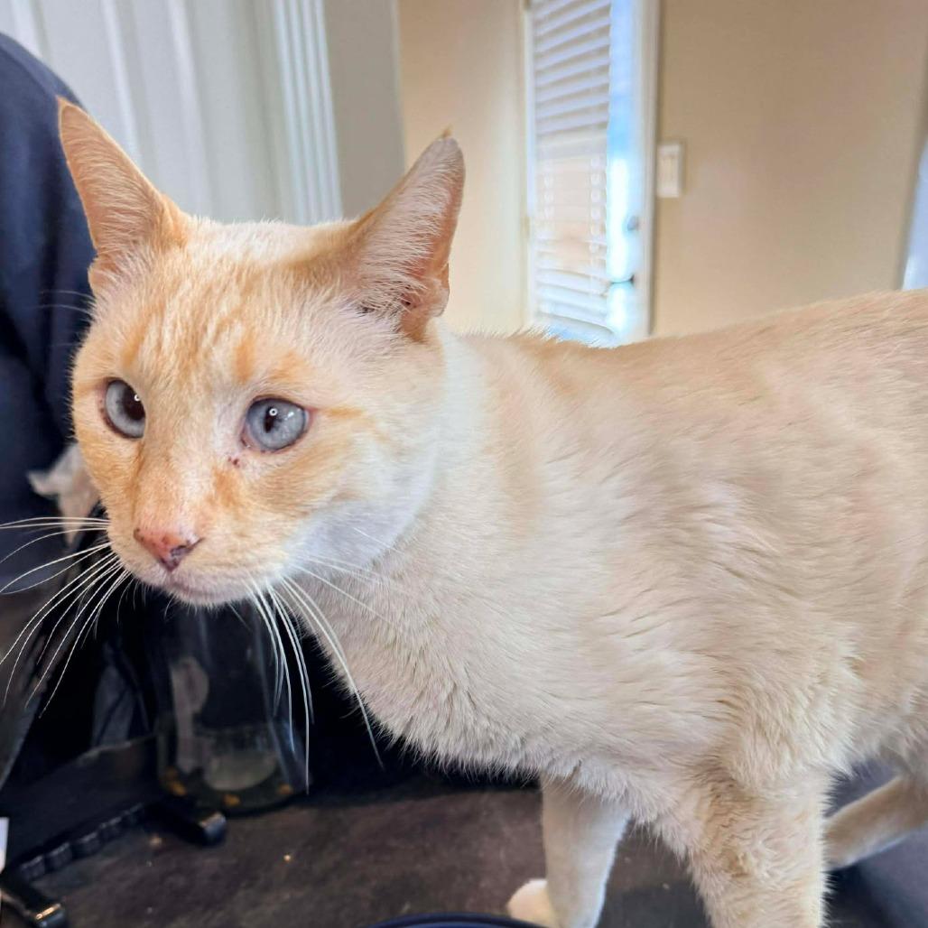 Pirogue, Adoptable, Senior Male Domestic Short Hair.