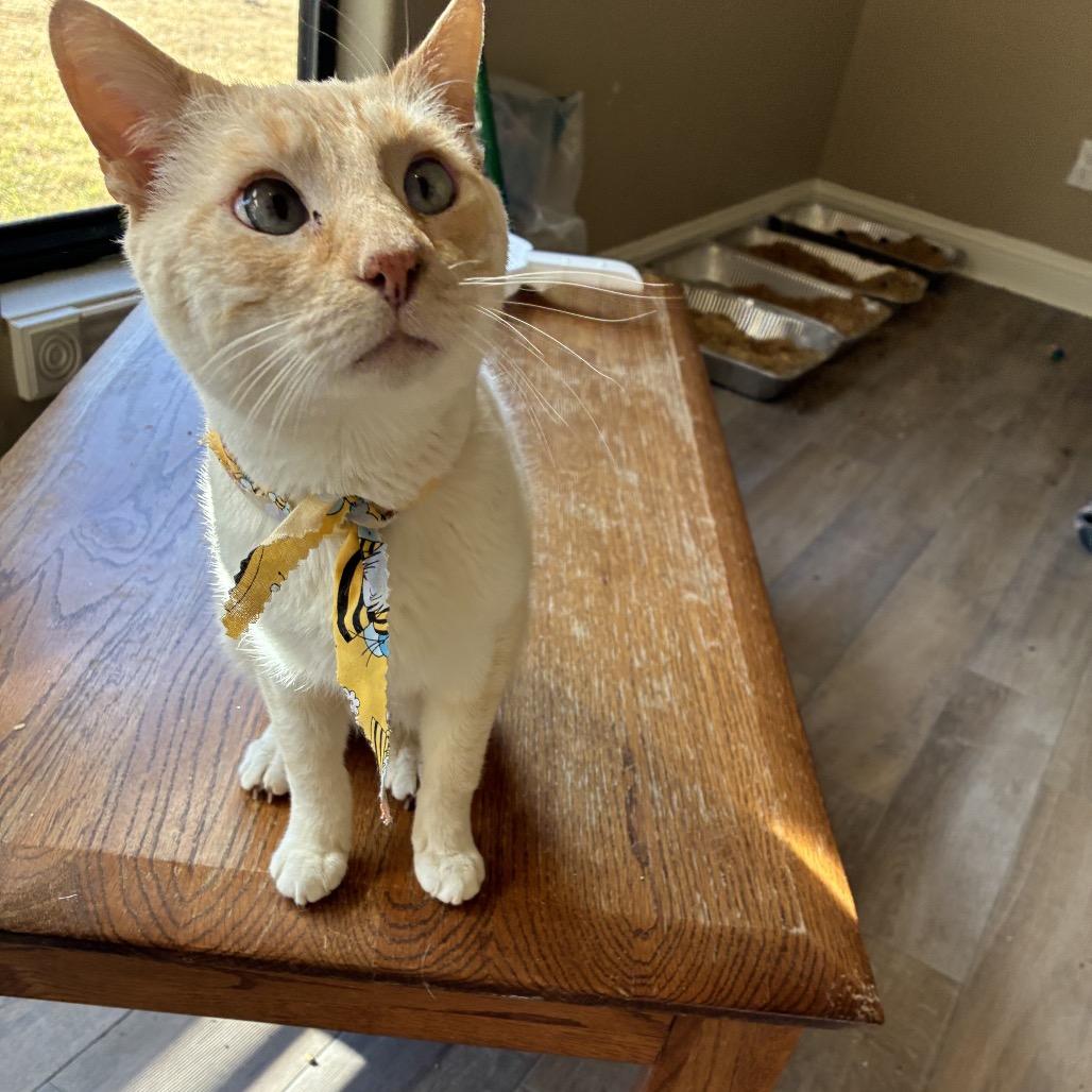 Enlarge Pirogue, a Adoptable Domestic Short Hair in Port Neches, TX image 2/6