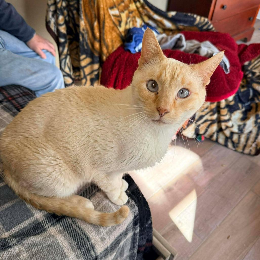 Enlarge Pirogue, a Adoptable Domestic Short Hair in Port Neches, TX image 3/6