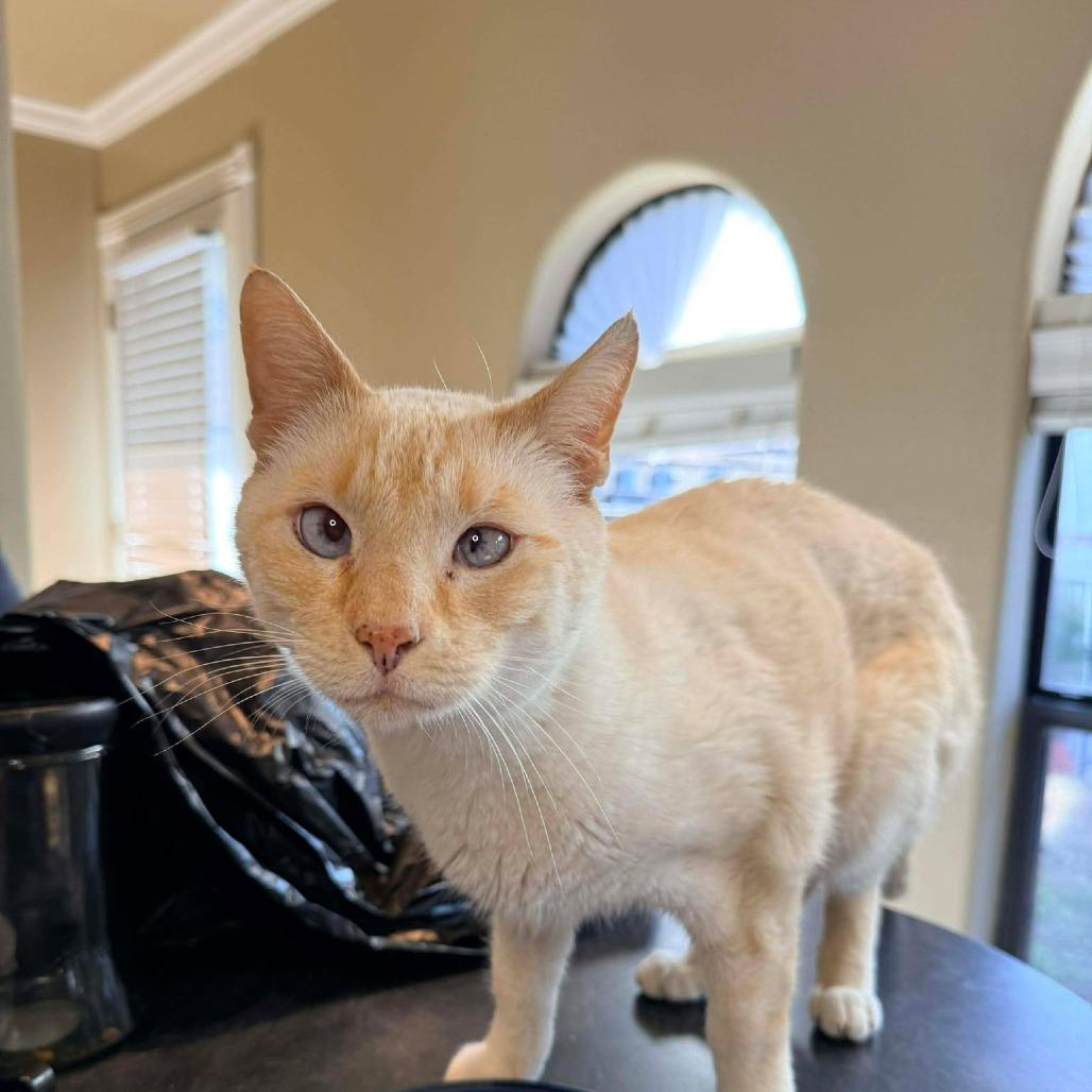 Enlarge Pirogue, a Adoptable Domestic Short Hair in Port Neches, TX image 5/6