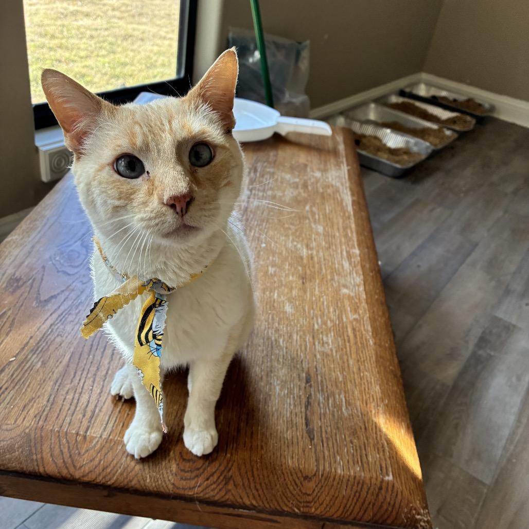 Enlarge Pirogue, a Adoptable Domestic Short Hair in Port Neches, TX image 6/6