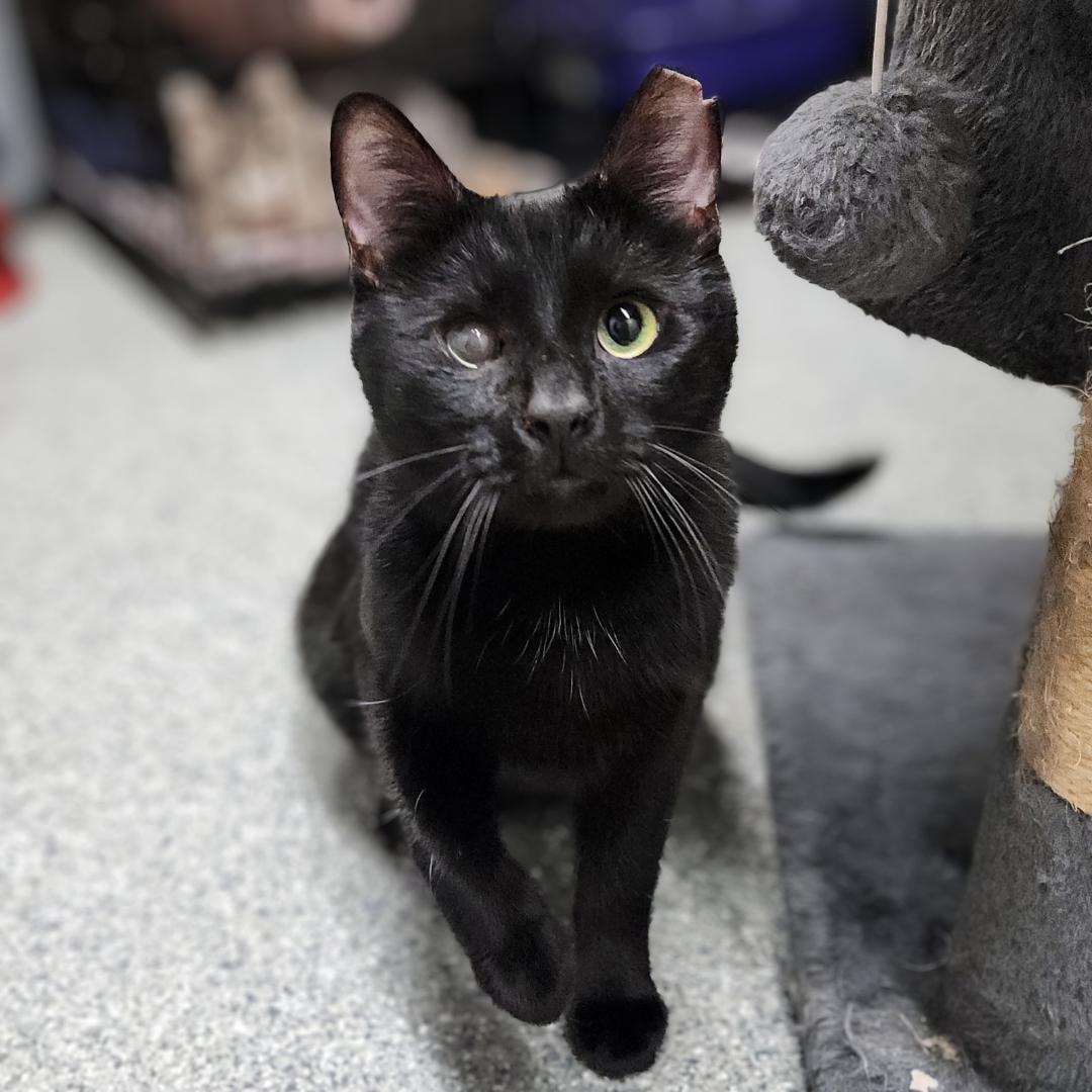 Enlarge Georgie, a Adoptable Domestic Short Hair in Pittsburgh, PA image 5/5