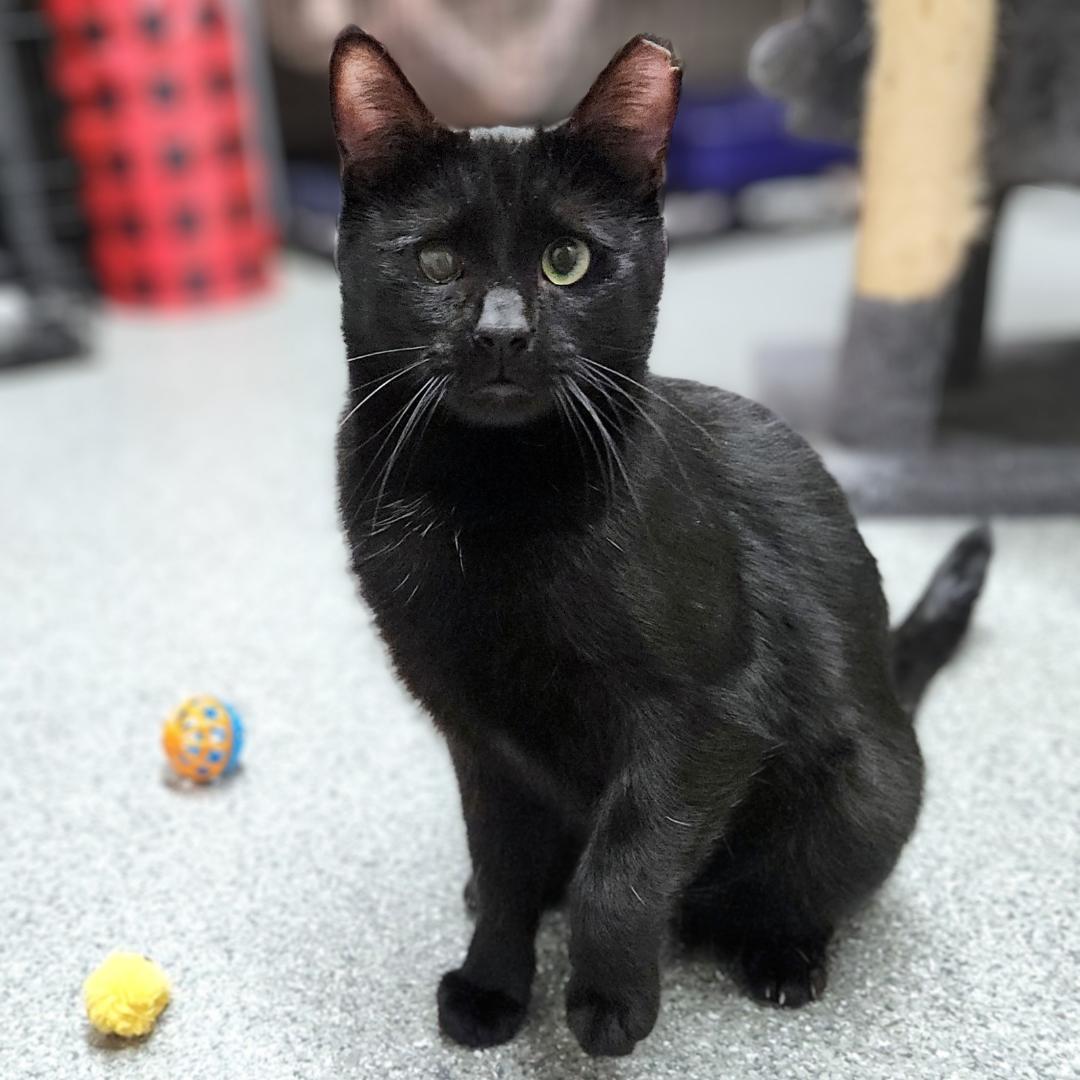 Enlarge Georgie, a Adoptable Domestic Short Hair in Pittsburgh, PA image 2/5