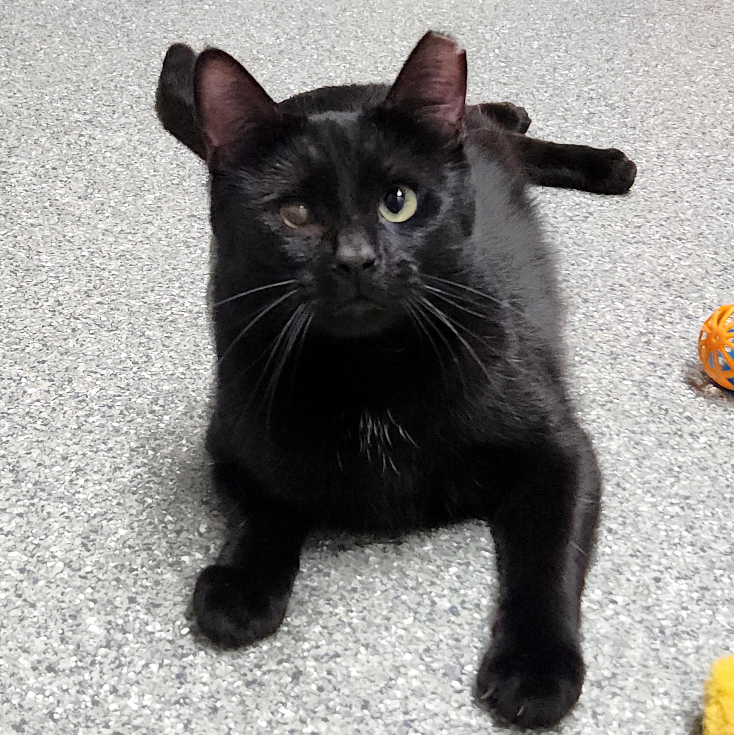 Enlarge Georgie, a Adoptable Domestic Short Hair in Pittsburgh, PA image 3/5