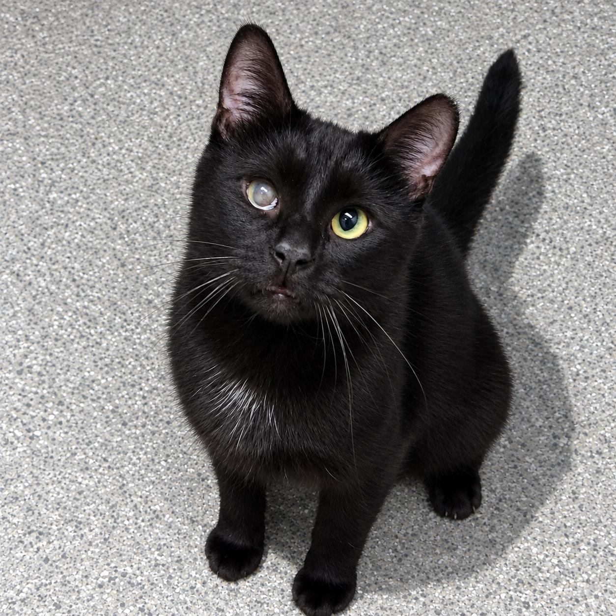 Georgie, Adoptable, Young Male Domestic Short Hair.