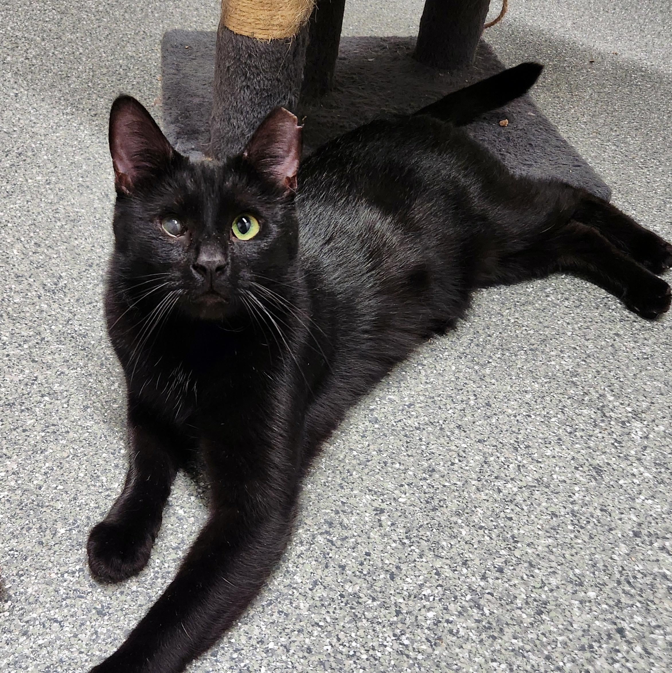 Enlarge Georgie, a Adoptable Domestic Short Hair in Pittsburgh, PA image 4/5