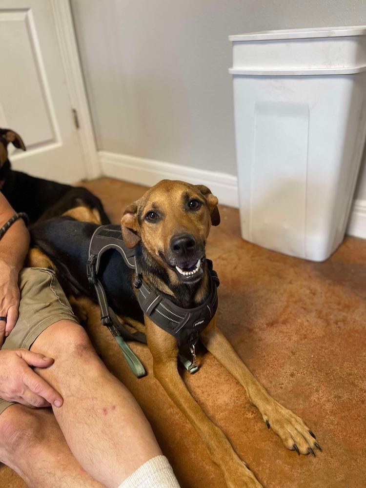 Tiara, Adoptable, Adult Female Catahoula Leopard Dog & German Shepherd Dog.