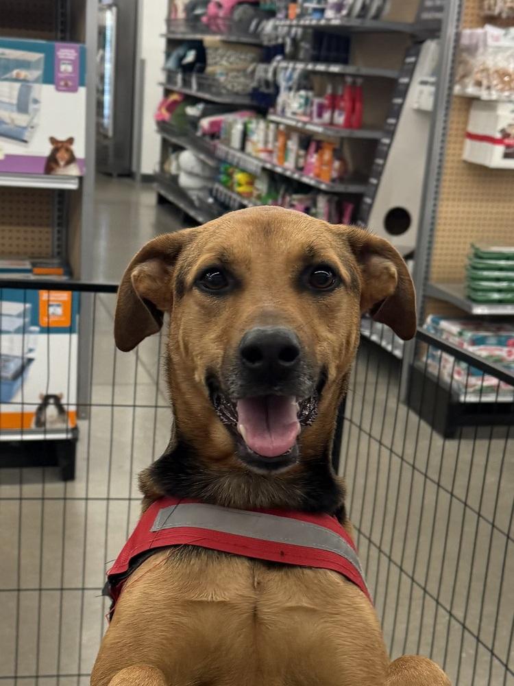 Tiara, a Adoptable mixed breed in Bolivar, MO image 2/4