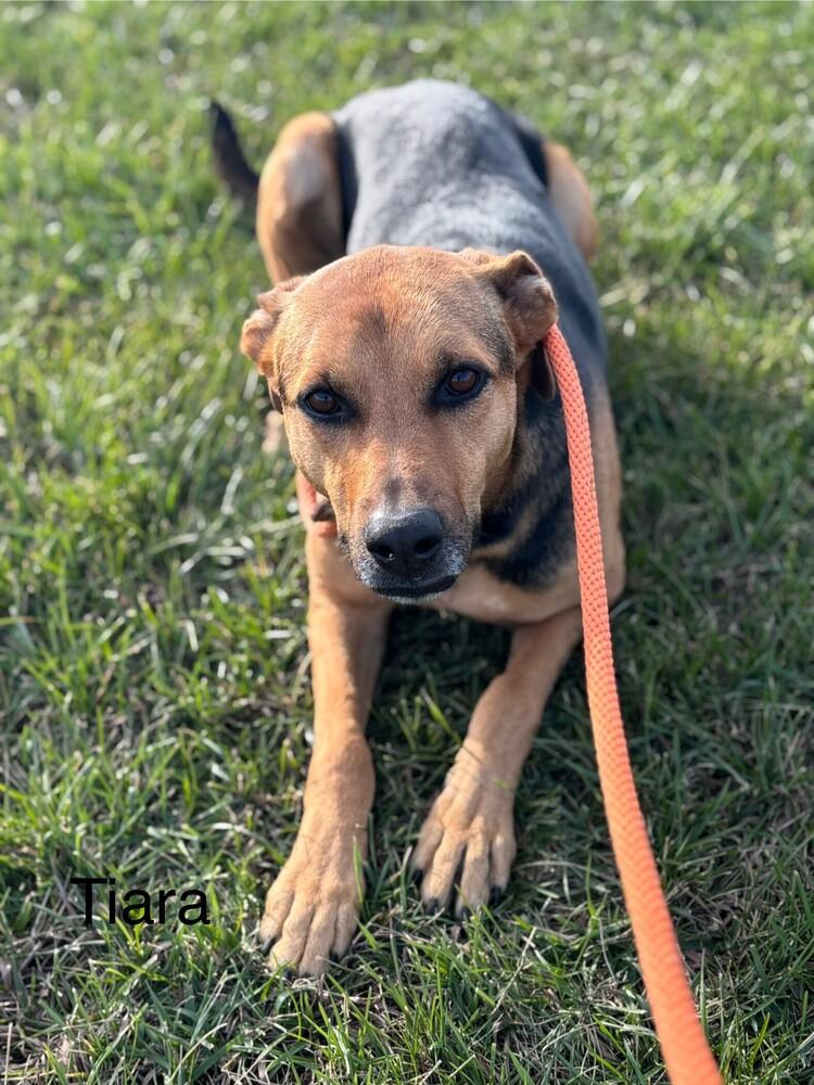 Tiara, a Adoptable mixed breed in Bolivar, MO image 3/4