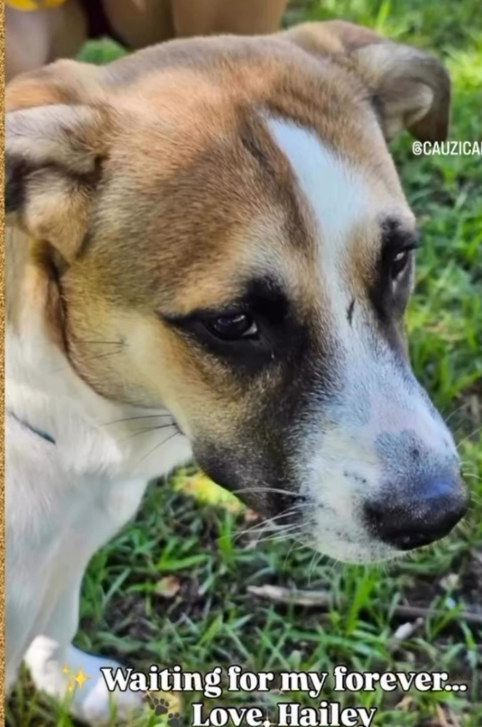 Enlarge Hailey ( Orlando, FL), an adopted mixed breed in Orlando, FL image 2/3